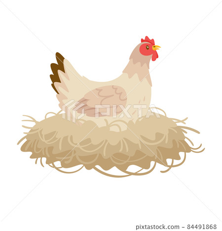 White color hen sitting in the nest. White color hen sitting in the nest. 84491868