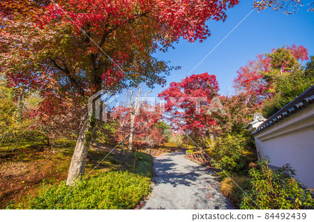 Autumn leaves of Kyoto Tenryu-ji Temple Autumn leaves of Kyoto Tenryu-ji Temple 84492439