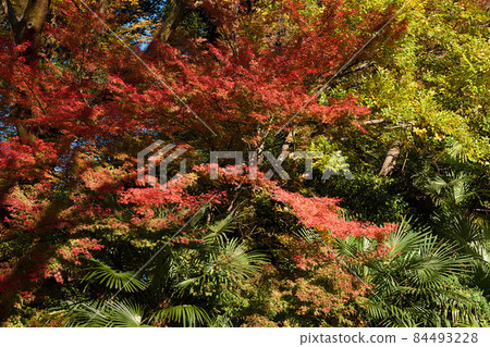 觀世音菩薩旁的秋葉 84493228