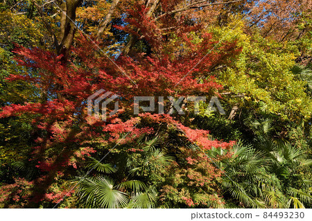Autumn leaves next to Hayagriva Bodhisattva 84493230