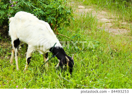 The Goat was grazing in the meadow The Goat was grazing in the meadow 84493253