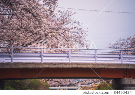 Photographing cherry blossoms in Tamagawa, Ide-cho, Tsuzuki-gun, Kyoto Prefecture Photographing cherry blossoms in Tamagawa, Ide-cho, Tsuzuki-gun, Kyoto Prefecture 84493424