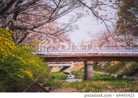 Photographing cherry blossoms in Tamagawa, Ide-cho, Tsuzuki-gun, Kyoto Prefecture Photographing cherry blossoms in Tamagawa, Ide-cho, Tsuzuki-gun, Kyoto Prefecture 84493425