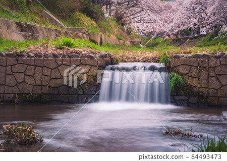 Photographing cherry blossoms in Tamagawa, Ide-cho, Tsuzuki-gun, Kyoto Prefecture Photographing cherry blossoms in Tamagawa, Ide-cho, Tsuzuki-gun, Kyoto Prefecture 84493473