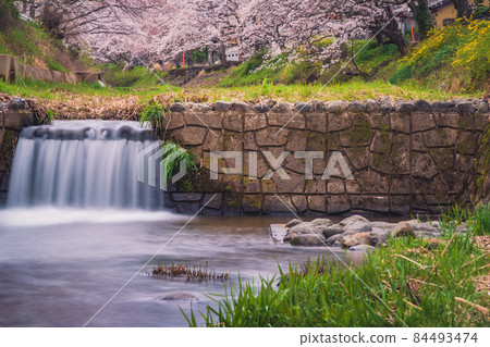Photographing cherry blossoms in Tamagawa, Ide-cho, Tsuzuki-gun, Kyoto Prefecture Photographing cherry blossoms in Tamagawa, Ide-cho, Tsuzuki-gun, Kyoto Prefecture 84493474