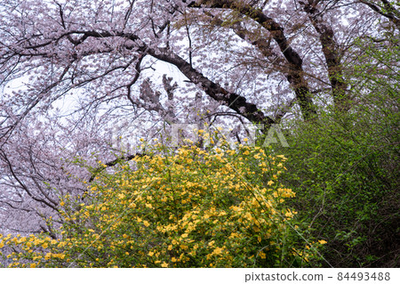 Photographing cherry blossoms in Tamagawa, Ide-cho, Tsuzuki-gun, Kyoto Prefecture Photographing cherry blossoms in Tamagawa, Ide-cho, Tsuzuki-gun, Kyoto Prefecture 84493488