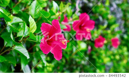 沖繩縣伊江島路邊盛開的粉紅色芙蓉花 沖繩縣伊江島路邊盛開的粉紅色芙蓉花 84493542