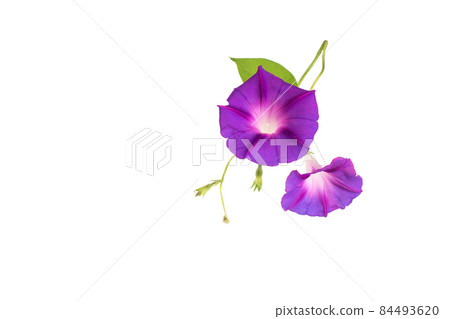 Beautiful plant color is morning glory. Purple bindweed flower on white background, isolate 84493620