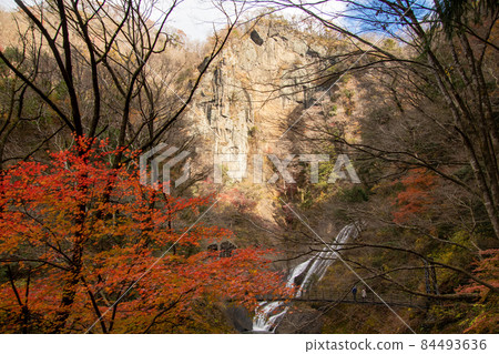 Autumnal leaves and Fukuroda waterfall 84493636