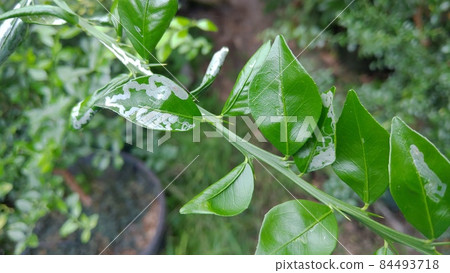 Damaged leaves of finger lime hamoguriga (Ekakimushi) 84493718