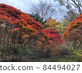 Autumn leaves of Rokko Alpine Botanical Garden 84494027