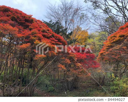 Autumn leaves of Rokko Alpine Botanical Garden Autumn leaves of Rokko Alpine Botanical Garden 84494027