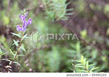 Scutellaria baicalensis 84494103