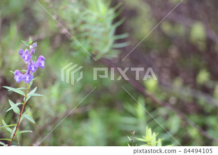 Scutellaria baicalensis 84494105