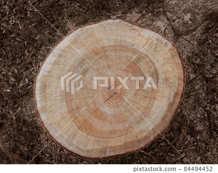 Stump / cross section of a large tree Stump / cross section of a large tree 84494452