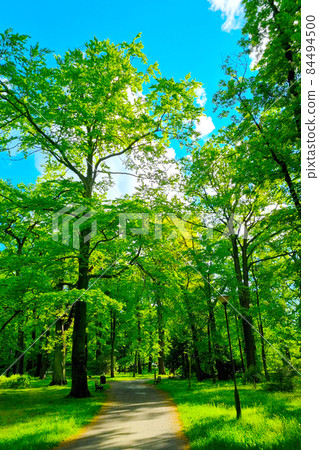 Green young trees in the park for a walk. 84494500
