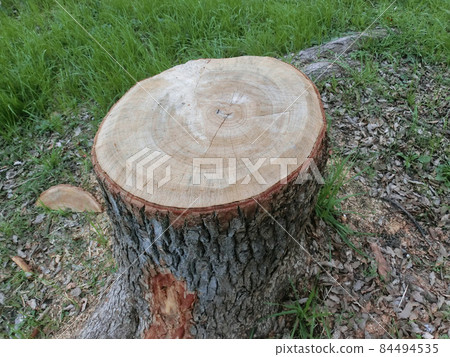 Stump / cross section of a large tree Stump / cross section of a large tree 84494535