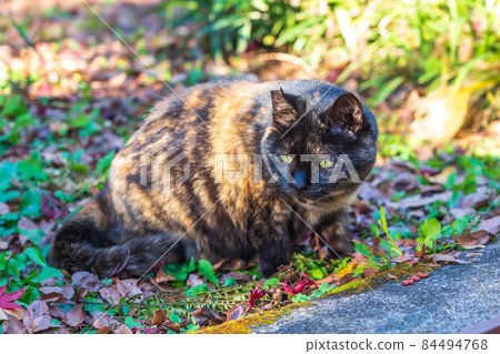 Stray sabi cat that has begun to hang out Stray sabi cat that has begun to hang out 84494768