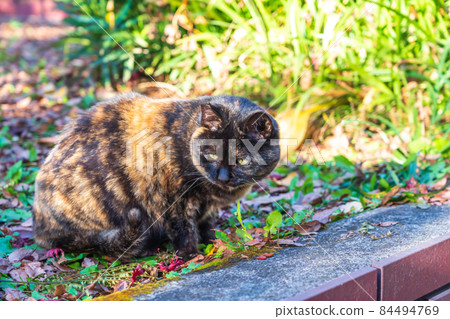 Stray sabi cat that has begun to hang out 84494769