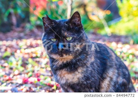 Stray sabi cat that has begun to hang out 84494772