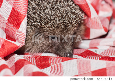 Close-up of the face of a hedgehog of a spiny wildlife animal wrapped in a red plaid tablecloth Close-up of the face of a hedgehog of a spiny wildlife animal wrapped in a red plaid tablecloth 84494813