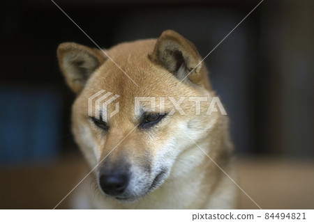 Drooling Shiba Inu Drooling Shiba Inu 84494821