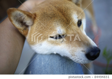 悲慘的柴犬 84494831