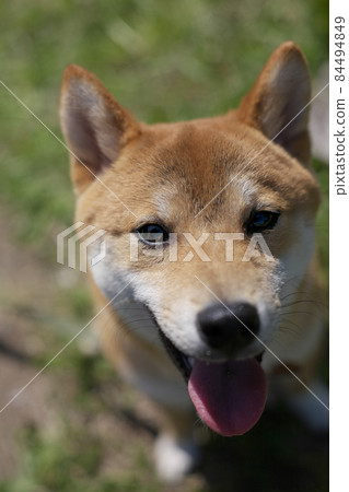 Happy Shiba Inu Happy Shiba Inu 84494849