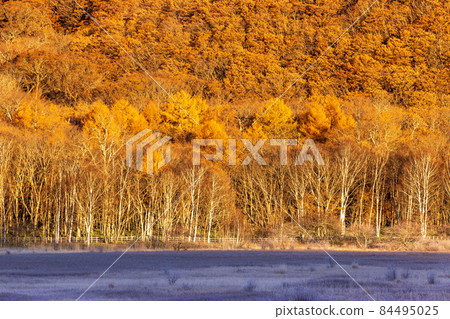 Late autumn Oku-Nikko Odashirogahara autumn leaves and hoarfrost 84495025
