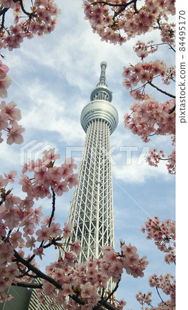 天空樹和河津櫻 84495170