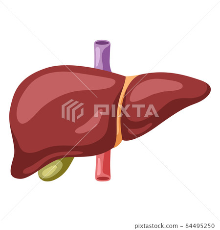 Illustration of liver internal organ. Human body anatomy. Health care and medical icon. 84495250