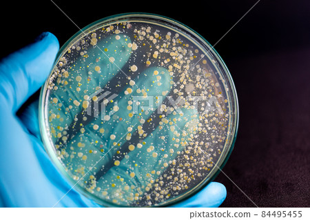 Backgrounds of Characteristics and Different shaped Colony of Bacteria and Mold growing on agar plates from Soil samples for education in Microbiology laboratory. Backgrounds of Characteristics and Different shaped Colony of Bacteria and Mold growing on agar plates from Soil samples for education in Microbiology laboratory. 84495455
