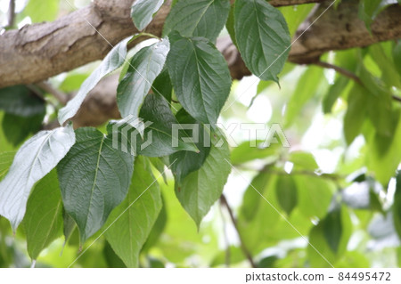 Eucommia eucommia 84495472