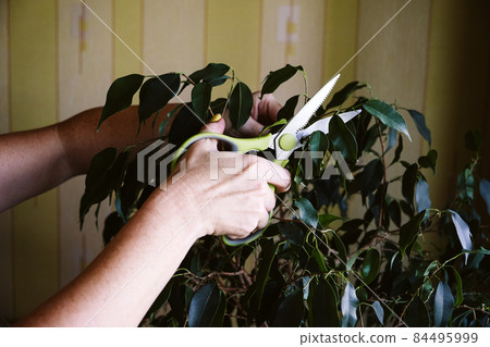 Spring Houseplant Care, Waking Up Indoor Plants for Spring. Female hands cutting the leaves of ficus Benjamina house plants at home. Garden room, Biophilia trend, Living with Nature Spring Houseplant Care, Waking Up Indoor Plants for Spring. Female hands cutting the leaves of ficus Benjamina house plants at home. Garden room, Biophilia trend, Living with Nature 84495999