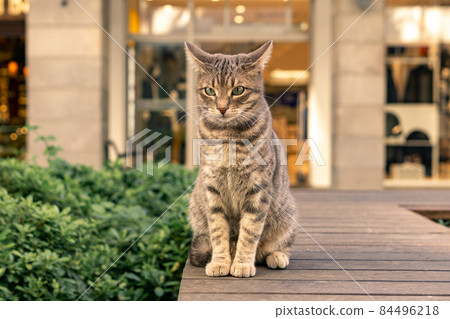 cat in an urban environment 84496218