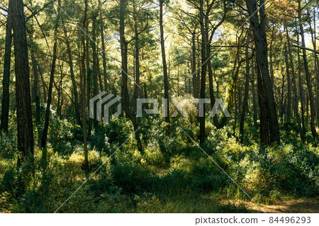 landscape of mediterranean coniferous forest in Anatolia 84496293