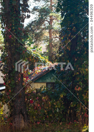 Cozy rural house overgrown with colorful Virginia creeper leaves, autumn landscape Cozy rural house overgrown with colorful Virginia creeper leaves, autumn landscape 84496309