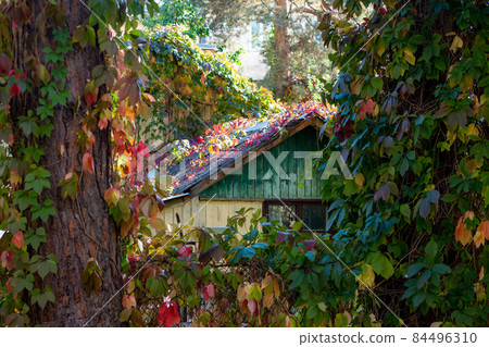 Cozy rural house overgrown with colorful Virginia creeper leaves, autumn landscape Cozy rural house overgrown with colorful Virginia creeper leaves, autumn landscape 84496310
