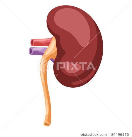 Illustration of kidney internal organ. Human body anatomy. Health care and medical icon. Illustration of kidney internal organ. Human body anatomy. Health care and medical icon. 84496376