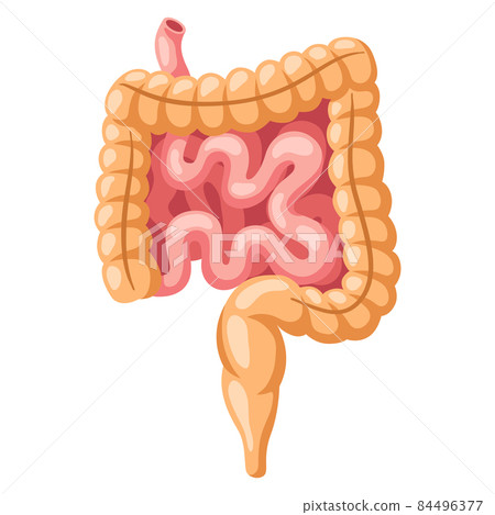 Illustration of intestines internal organ. Human body anatomy. Health care and medical icon. Illustration of intestines internal organ. Human body anatomy. Health care and medical icon. 84496377