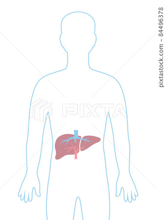 Illustration with liver internal organ. Human body anatomy. Health care and medical image. Illustration with liver internal organ. Human body anatomy. Health care and medical image. 84496378