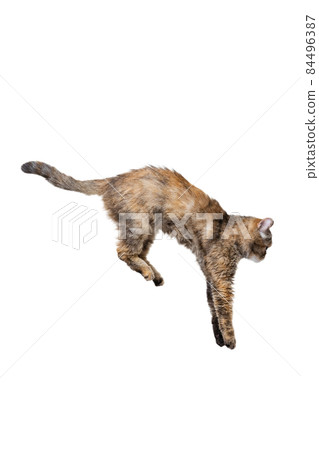 Studio shot of beautiful cute cat, pet jumping isolated on white studio background. Animal life concept Studio shot of beautiful cute cat, pet jumping isolated on white studio background. Animal life concept 84496387