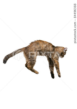 Studio shot of beautiful cute cat, pet jumping isolated on white studio background. Animal life concept Studio shot of beautiful cute cat, pet jumping isolated on white studio background. Animal life concept 84496388