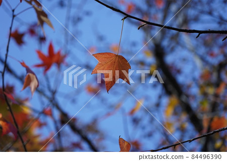 Momiji leaves 84496390