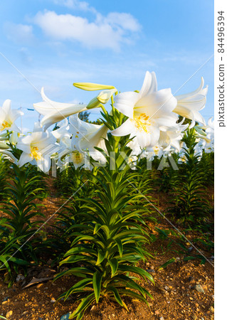 Lily flowers blooming against the blue sky 84496394