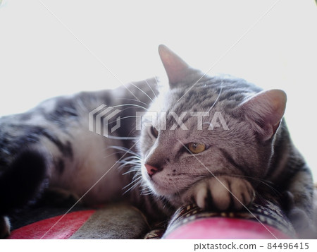 portraits of a cute short hair young lazy sleepy AMERICAN SHORT HAIR breed kitty grey and black stripes home cat relaxing on owner's bed making burn-out mood face 84496415