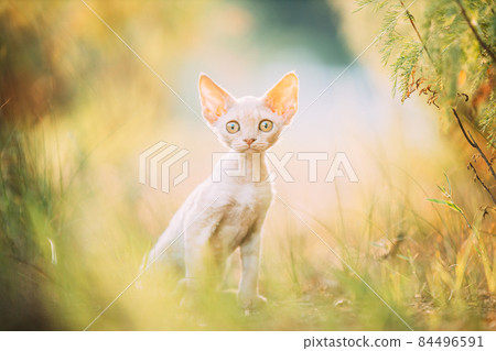 Funny Curious Young Red Ginger Devon Rex Kitten Sitting In Green Grass. Short-haired Cat Of English Breed. Looking At Camera Funny Curious Young Red Ginger Devon Rex Kitten Sitting In Green Grass. Short-haired Cat Of English Breed. Looking At Camera 84496591