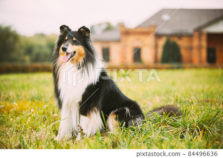 Tricolor Rough Collie, Funny Scottish Collie, Long-haired Collie, English Collie, Lassie Dog Posing Outdoors Near Old House Tricolor Rough Collie, Funny Scottish Collie, Long-haired Collie, English Collie, Lassie Dog Posing Outdoors Near Old House 84496636