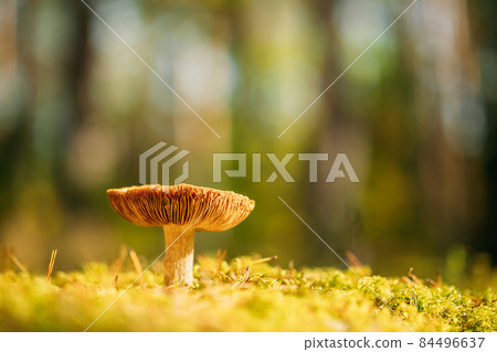 Mushroom Russula emetica - sickener, emetic russula, or vomiting russula. Autumn Forest. Conditionally edible fungus. Belarus, Europe Mushroom Russula emetica - sickener, emetic russula, or vomiting russula. Autumn Forest. Conditionally edible fungus. Belarus, Europe 84496637