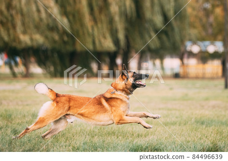 Malinois Dog Play Jumping Running Outdoor In Park. Belgian Sheepdog Are Active, Intelligent, Friendly, Protective, Alert And Hard-working. Belgium, Chien De Berger Belge Dog Malinois Dog Play Jumping Running Outdoor In Park. Belgian Sheepdog Are Active, Intelligent, Friendly, Protective, Alert And Hard-working. Belgium, Chien De Berger Belge Dog 84496639
